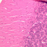 A84, Cerebellum, 20x (H&E)