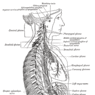GrossAnatomy_NervousTissue