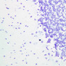 Neural Tissue