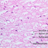 Neural Tissue