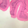 Neural Tissue