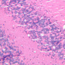 Neural Tissue
