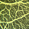 Neural Tissue
