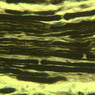 Neural Tissue