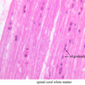Neural Tissue