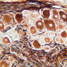 Neural Tissue