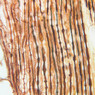 Neural Tissue