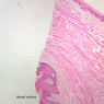 A64, Tongue, 2.5x Labeled (H&E)