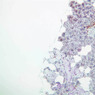 B43, Submandibular Gland, 10x (AF)