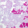 B43, Submandibular Gland, 10x (PAS)
