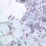 B43, Submandibular Gland, 40x (AF)