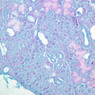 B43, Submandibular Gland, 10x (AF)