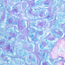 B43, Submandibular Gland, 40x (AF)