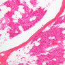 B46, Parotid Gland, 10x (H&E)