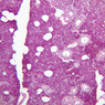 B48, Parotid Gland, 10x (PAS)