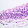 A68, Soft Palate (Superior Surface), 40x (H&E)