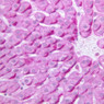 B31, Liver, 40x (PAS)