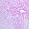 B34, Liver, 20x (PAS)