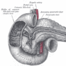 GrossAnatomy_GIAccessories