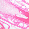A70, Nasal Cavity, 10x (H&E)