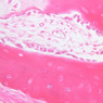 A70, Nasal Cavity, 40x (H&E)
