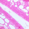 A70, Nasal Cavity, 20x (H&E)