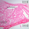 A70, Nasal Cavity, 1x (H&E)