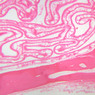 A70, Nasal Cavity, 2.5x (H&E)