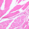 A73, Larynx, 20x (H&E)