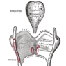 GrossAnatomy_Respiratory