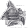 GrossAnatomy_Respiratory