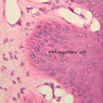 A50, Fingertip, 40x Labeled (H&E)