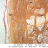 A57, Dermis, 2.5x Labeled (Ag)