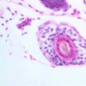 A49, Scalp (Embryo), 40x (H&E)