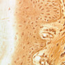 A57, Fingertip, 40x (Ag)