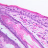 Skin and Sensory Receptors