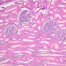 B67, Renal Corpuscle, 10x (H&E)