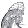 Extracted from Kidney.zip