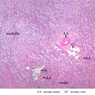 Extracted from AllUrinarySystem.zip