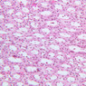 Extracted from AllUrinarySystem.zip