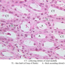 Extracted from AllUrinarySystem.zip