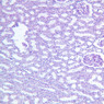 Extracted from AllUrinarySystem.zip