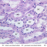 Extracted from AllUrinarySystem.zip