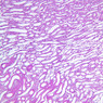 Extracted from AllUrinarySystem.zip