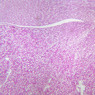 Extracted from AllUrinarySystem.zip