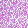 Extracted from AllUrinarySystem.zip