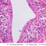Extracted from AllUrinarySystem.zip