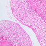 Extracted from AllUrinarySystem.zip