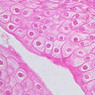 Extracted from AllUrinarySystem.zip